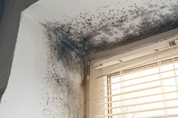 Affordable Hvac And Air Duct Mold Remediation solutions in Yorktown, TX